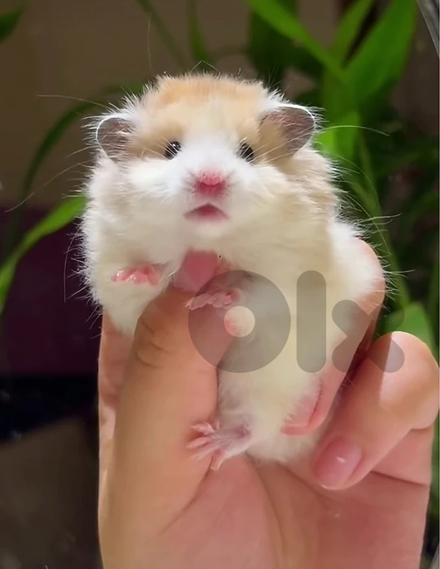 Cute small hamsters available