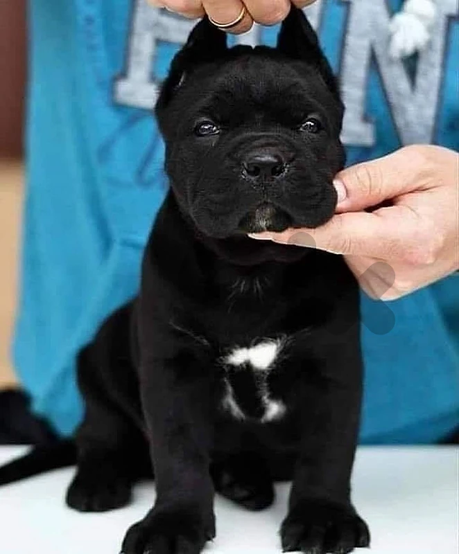 Majestic Cane Corso black puppy pure breed Dog كلب