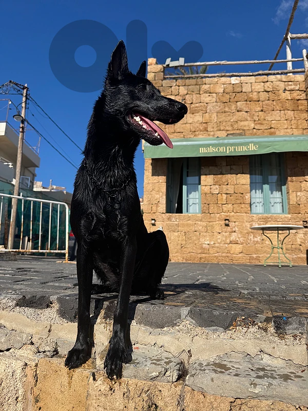 malinois