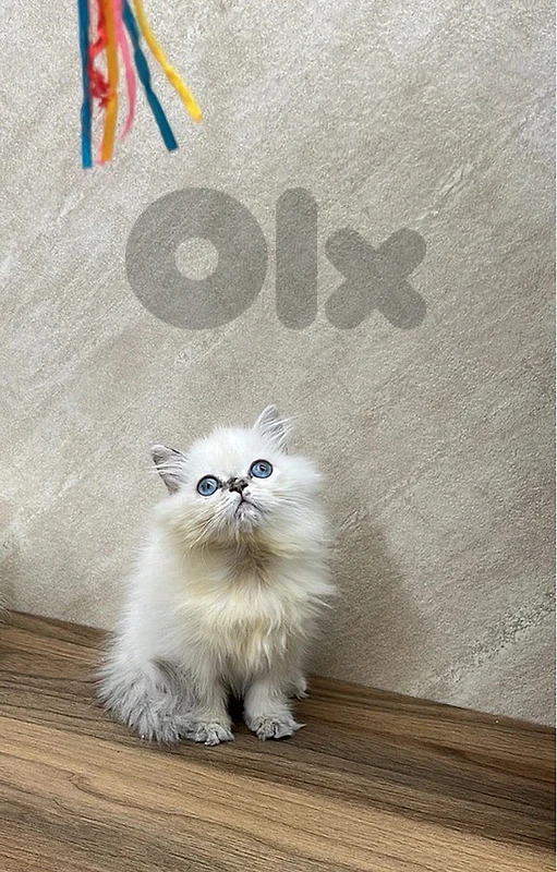 special female kittens