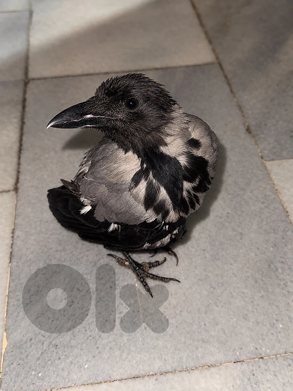 pet crow