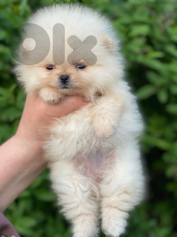 Pomeranian 55 days boo face teacup