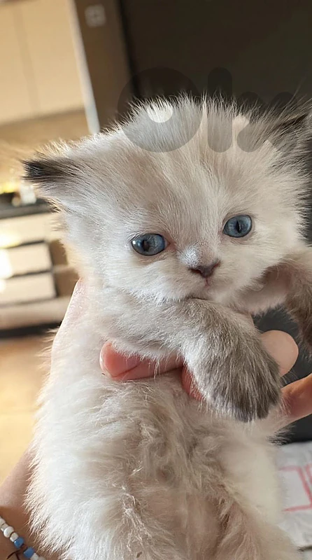 Himalayan pure