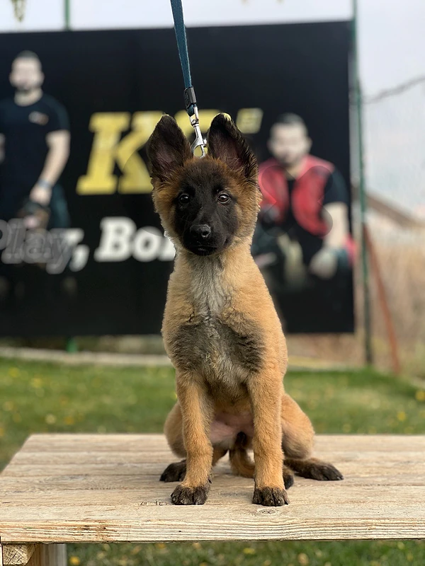 malinois puppies for sale