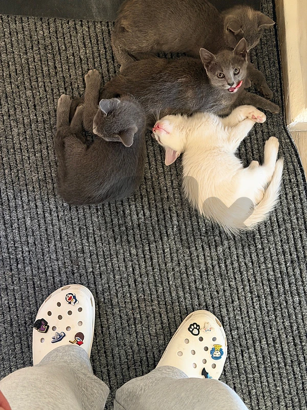 cats for sale