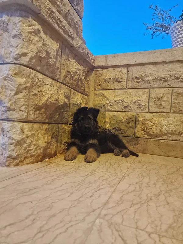 german shephered puppies