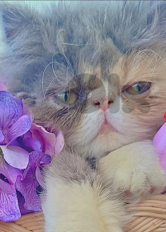 Pure Himalayan Peke face
