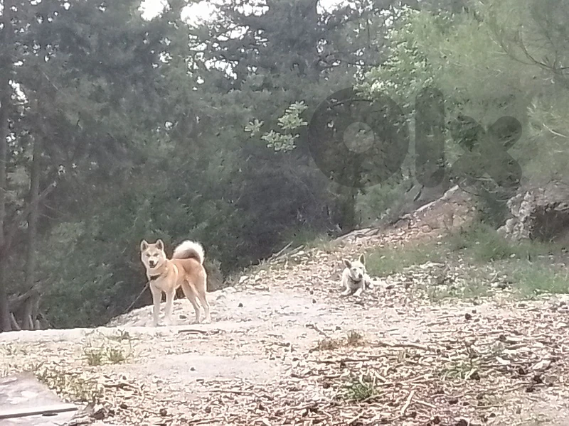 akita female very good