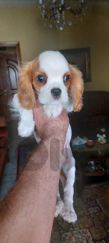 male cavalier puppy for sale