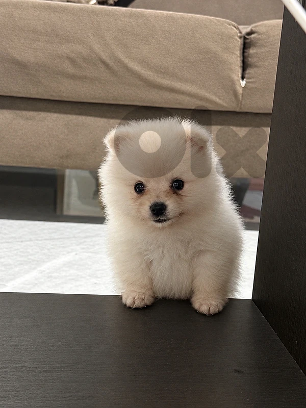 Pomeranian 55 days boo face teacup