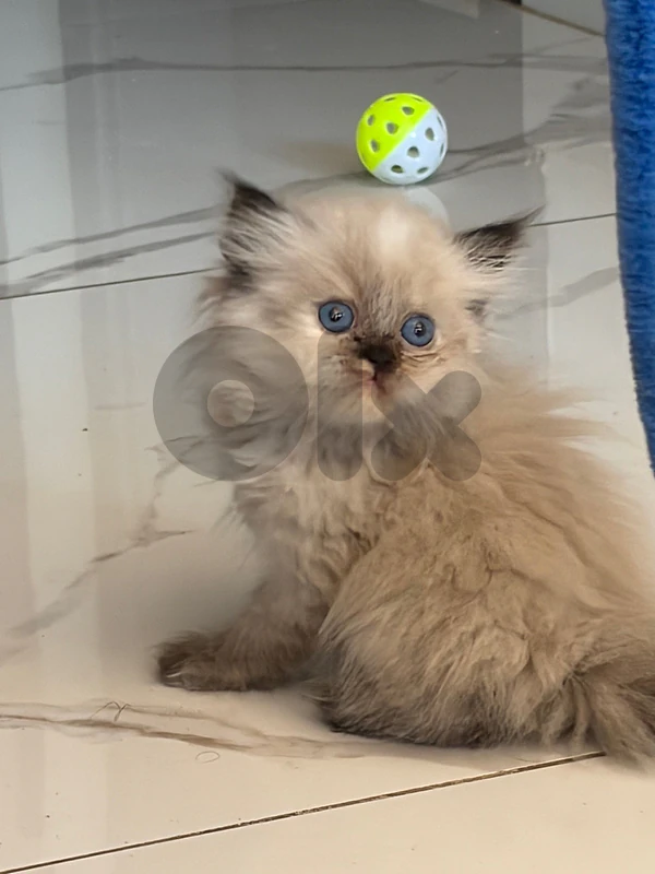 kitten
