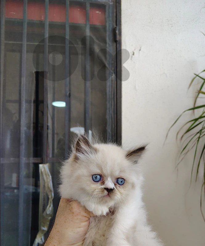 Himalayan, Gray ears kitten