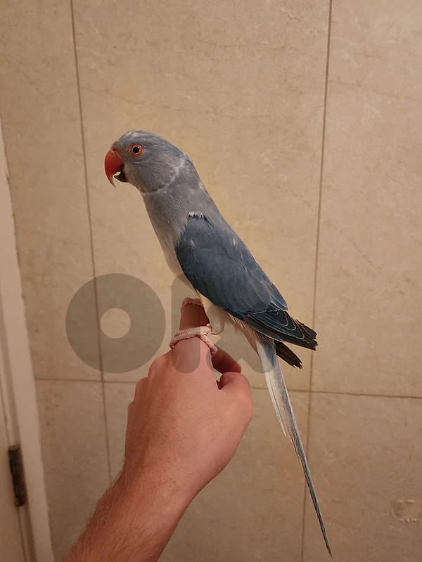 Friendly Tamed  Indian Ringneck Parrot dora ببغاء دره