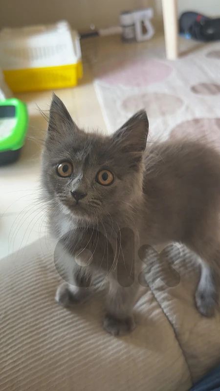 British longhair