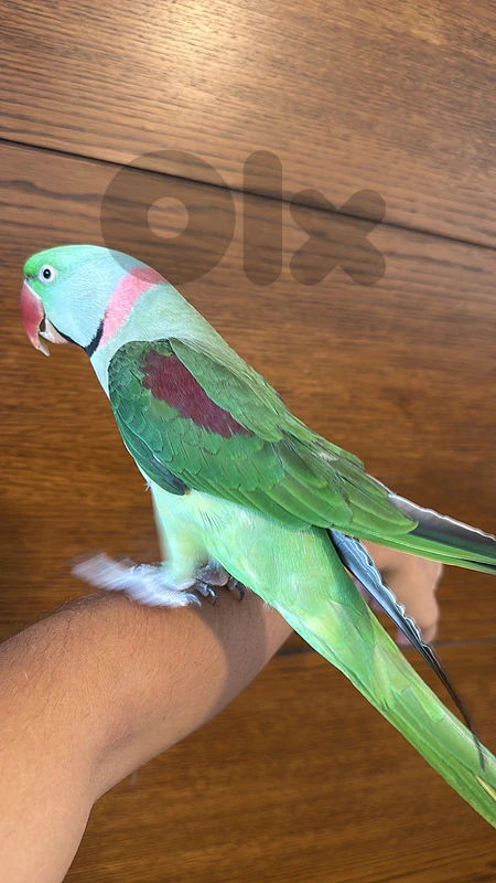 Alexandrin parrot ببغاء الكسندرين