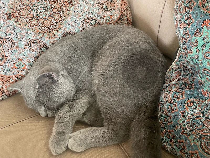 british cat for sale