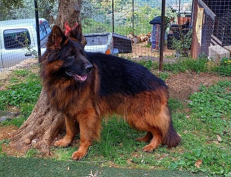 german long hair 71290223