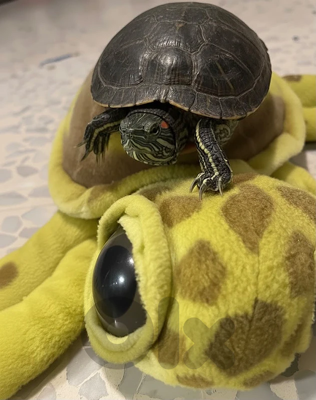 Male Red Slider Turtle