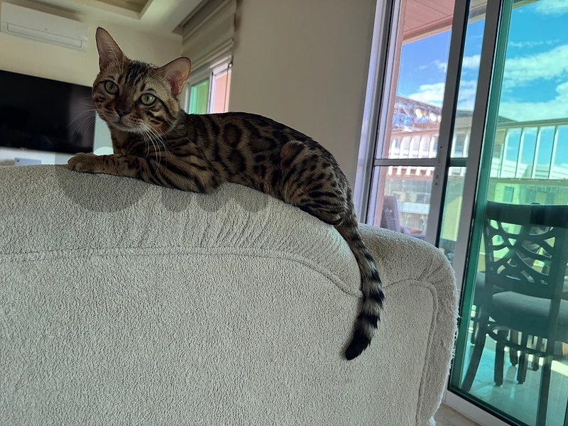 Bengal Kittens Purebred