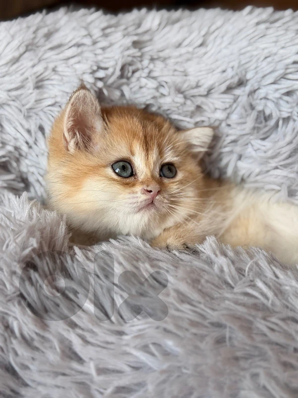 golden chanchilla
