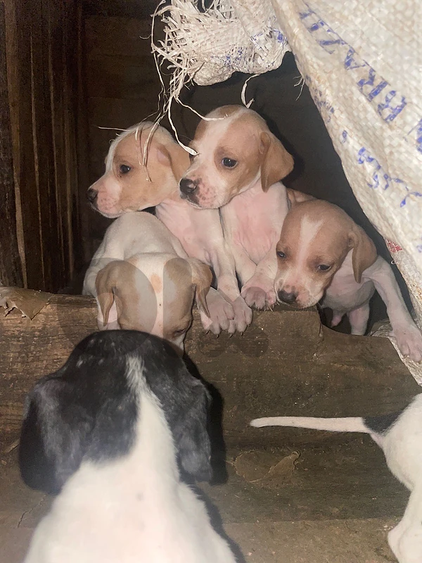 pointer hunting puppies