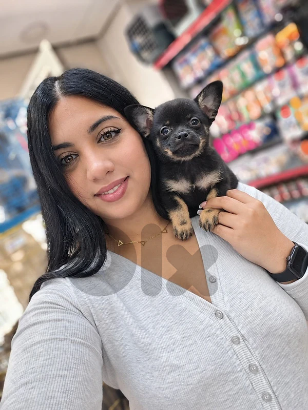 Chihuahua 🐶 Puppies Awaiting Their Forever Families!!