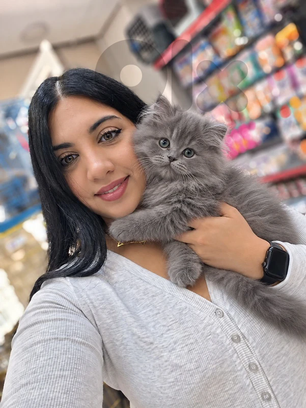 Sweet British Shorthair Kitten – Playful, Healthy, Delivery Available