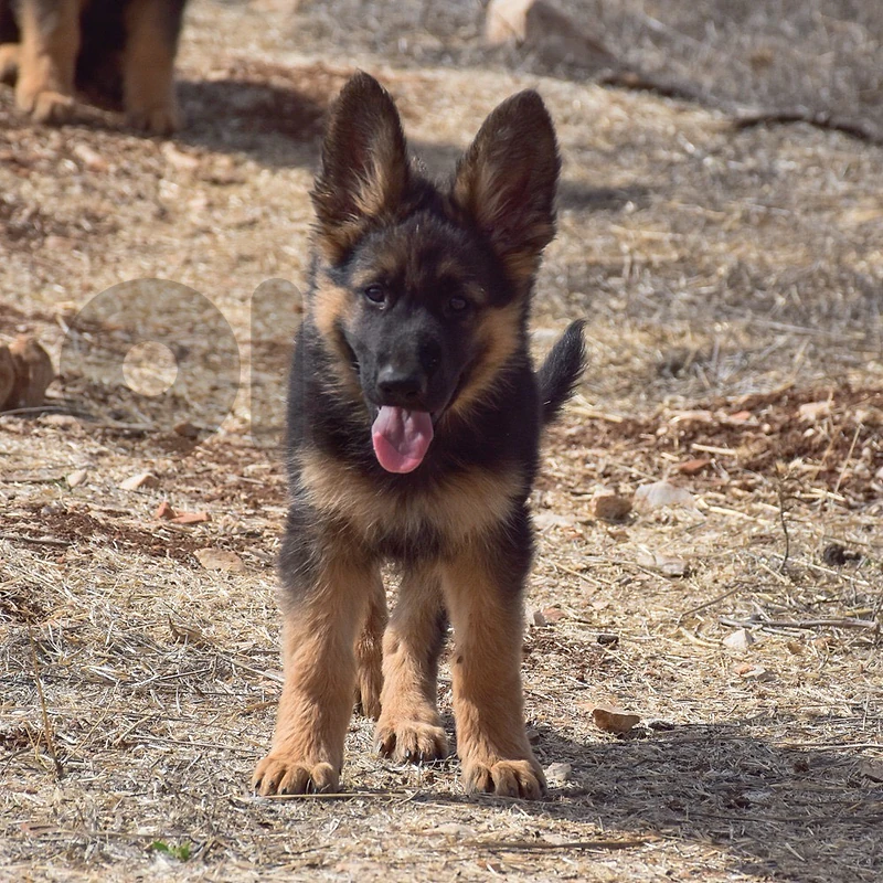 German Shepherd