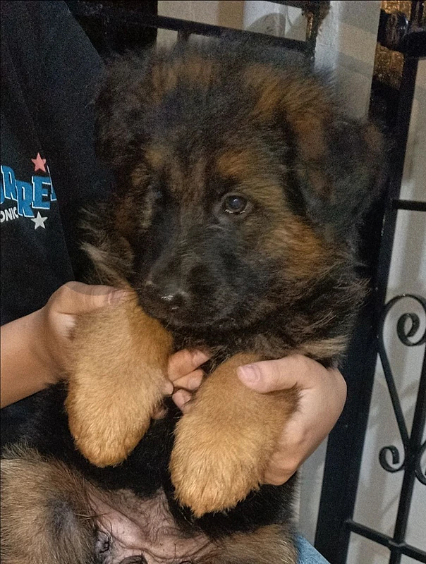 germane shepherd puppy