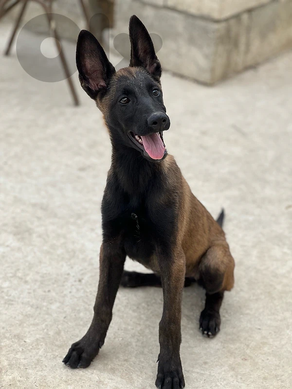 pappy malinois