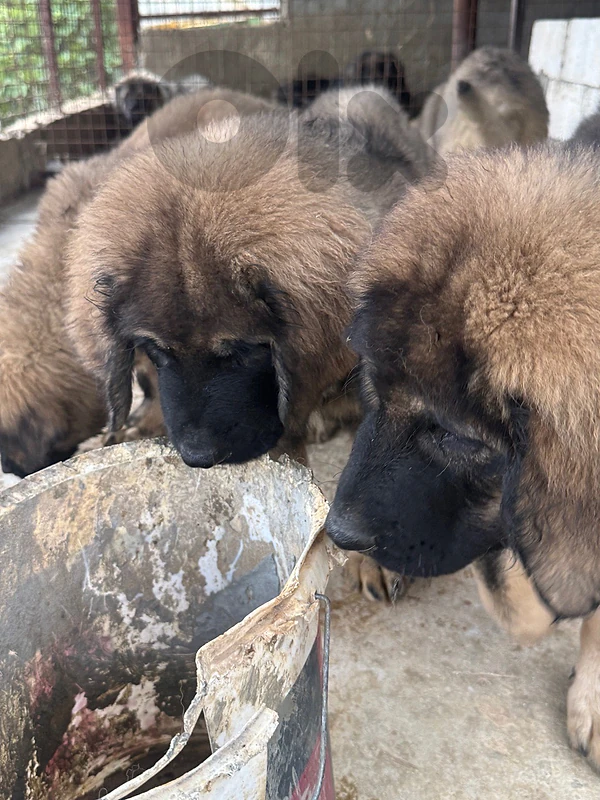 caucasian dogs