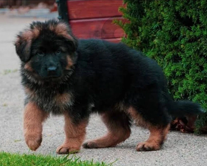 German shepherd king size German shepherd king size