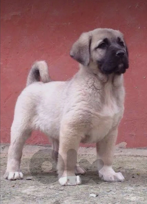 kangal very high quality