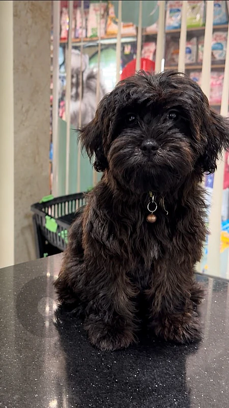 Special Edition Poodle