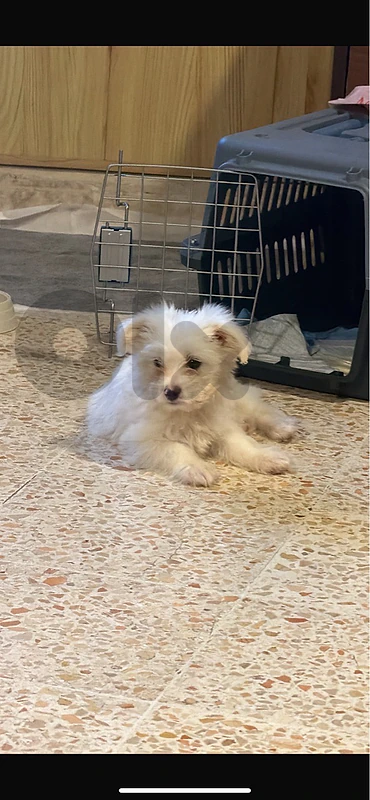 bichon maltese bichon maltese