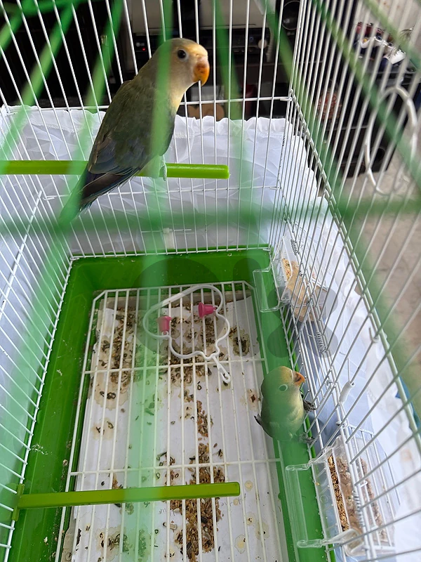 Green/blue tail Lovebirds