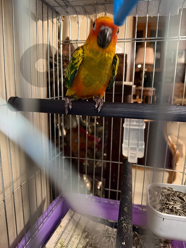 Sun conure
