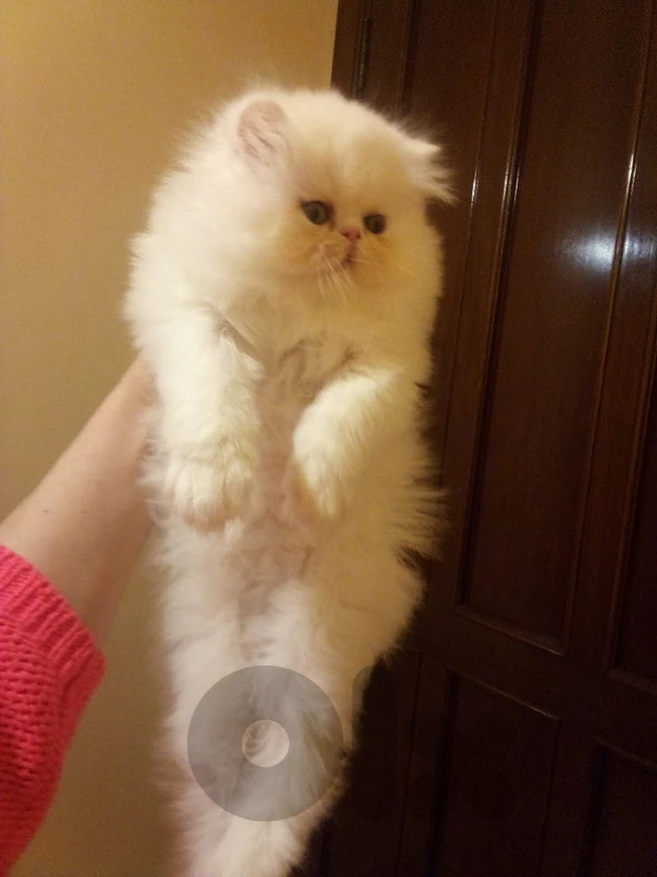 Persian pure peke face