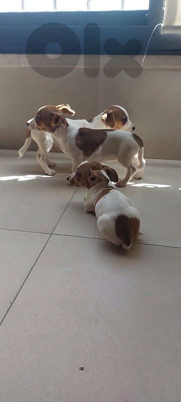 Jack Russel for sale