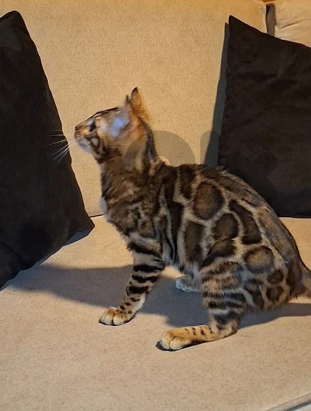 imported bengal with pedigree