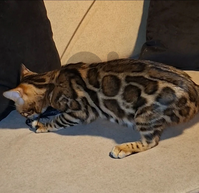 Real photos imported bengal with pedigree