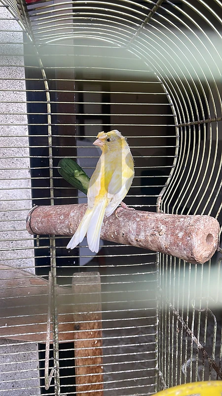 male and female canary