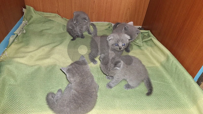 Scottish Fold for Sale