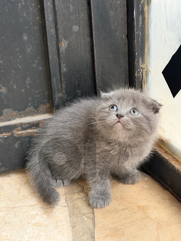 For sale