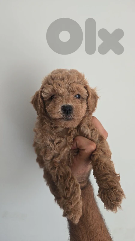 Toy poodles