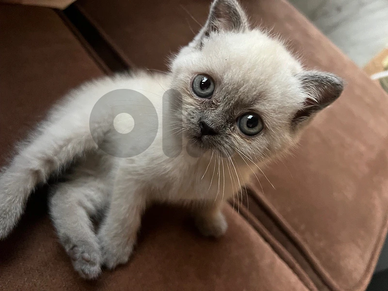 Small British Short Hair Blue Point