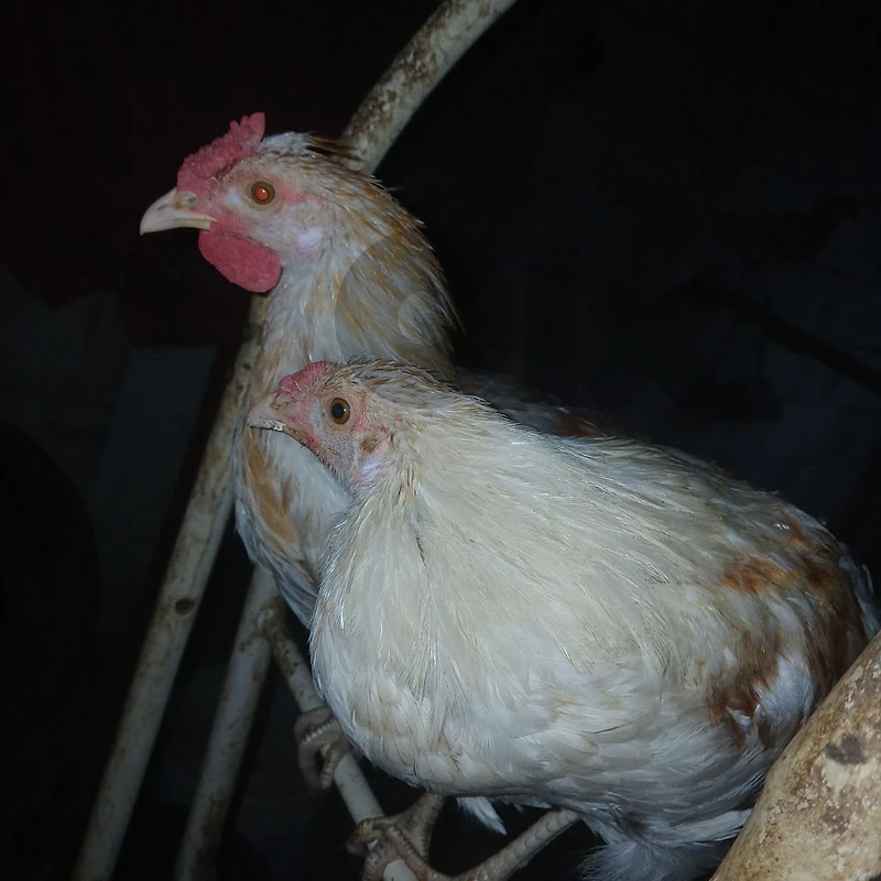 دجاجات