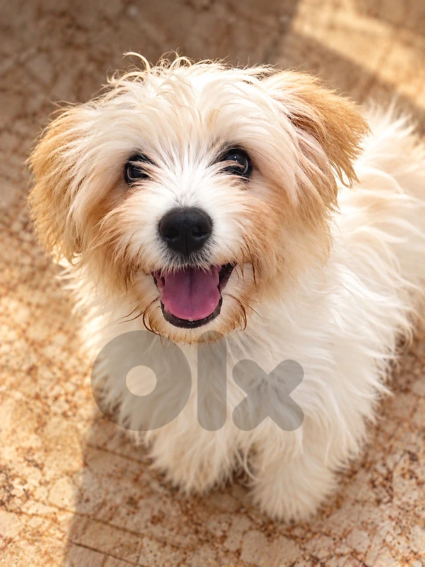 cavachon