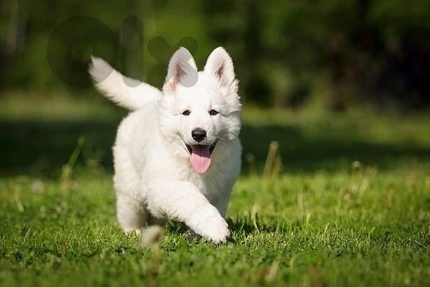 Swiss shepherd