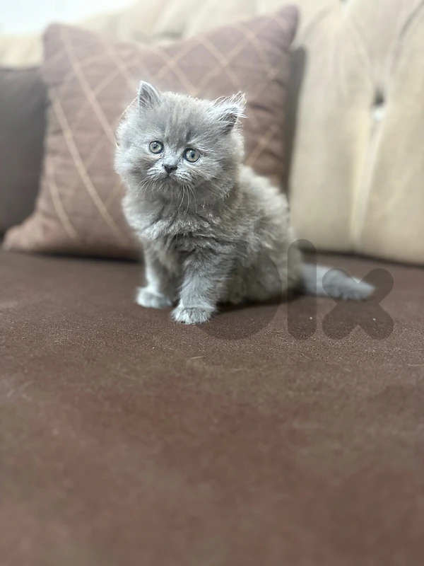 Britsh shorthair,himalayan & siberian kittens
